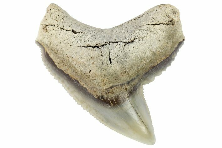 Fossil Tiger Shark (Galeocerdo) Tooth - Aurora, NC #179001